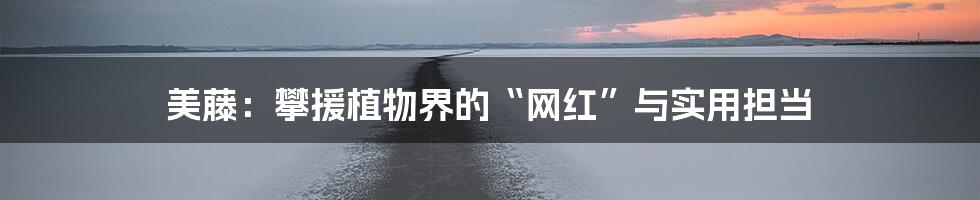 美藤：攀援植物界的“网红”与实用担当