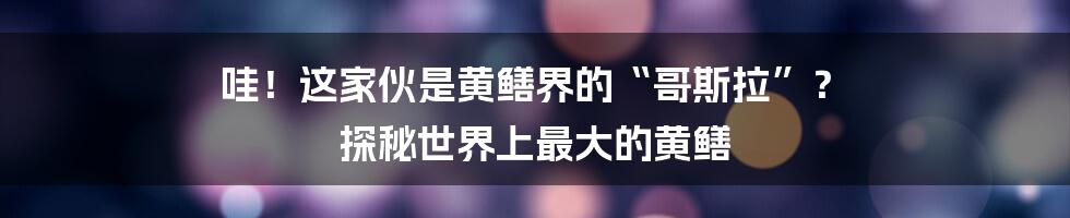 哇!这家伙是黄鳝界的“哥斯拉”? 探秘世界上最大的黄鳝