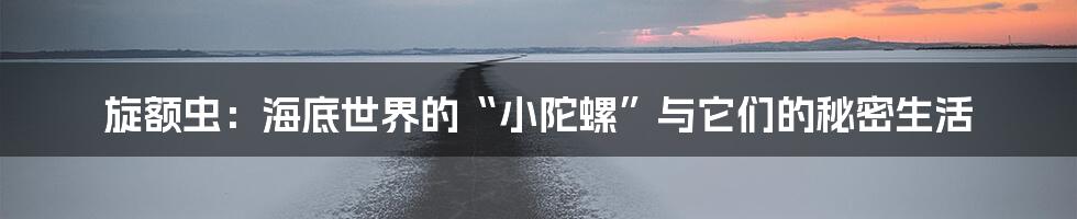 旋额虫:海底世界的“小陀螺”与它们的秘密生活