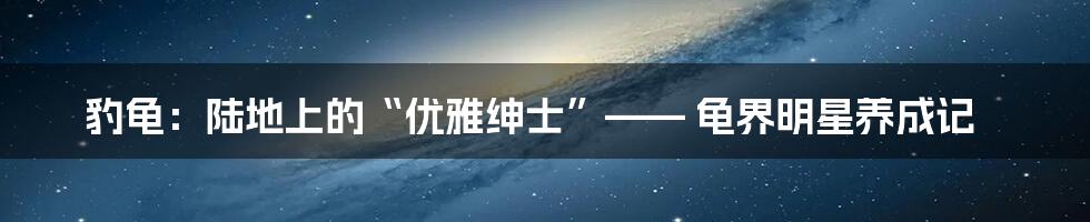 豹龟：陆地上的“优雅绅士”—— 龟界明星养成记