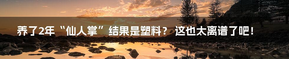 养了2年“仙人掌”结果是塑料? 这也太离谱了吧!