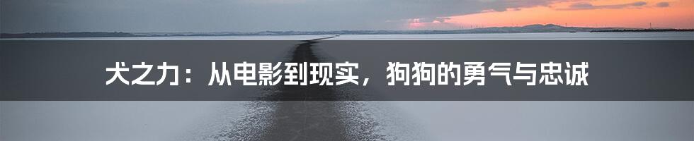 犬之力:从电影到现实,狗狗的勇气与忠诚