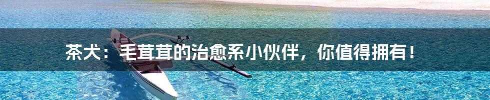 茶犬:毛茸茸的治愈系小伙伴,你值得拥有!