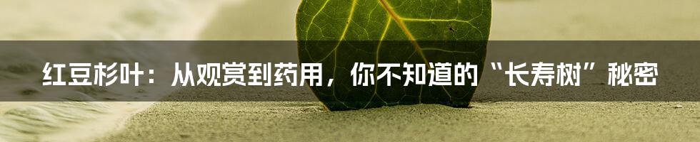 红豆杉叶:从观赏到药用,你不知道的“长寿树”秘密