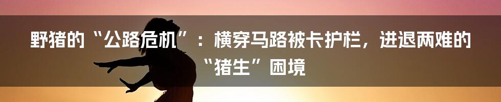 野猪的“公路危机”：横穿马路被卡护栏，进退两难的“猪生”困境