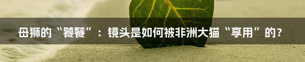 母狮的“饕餮”：镜头是如何被非洲大猫“享用”的？