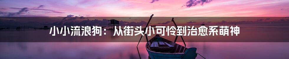 小小流浪狗：从街头小可怜到治愈系萌神