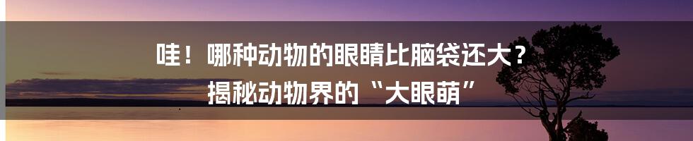 哇！哪种动物的眼睛比脑袋还大？ 揭秘动物界的“大眼萌”