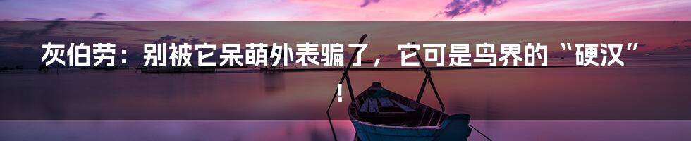 灰伯劳：别被它呆萌外表骗了，它可是鸟界的“硬汉”！