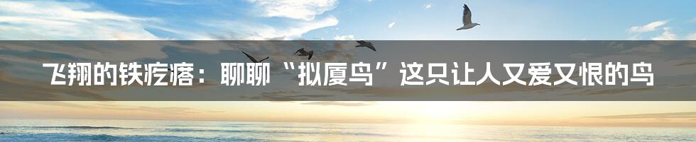 飞翔的铁疙瘩:聊聊“拟厦鸟”这只让人又爱又恨的鸟