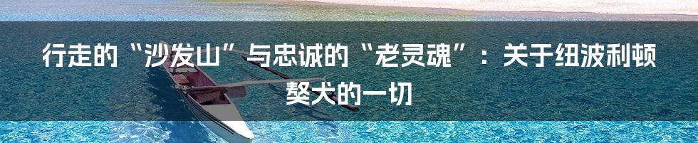 行走的“沙发山”与忠诚的“老灵魂”：关于纽波利顿獒犬的一切