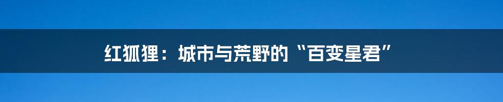 红狐狸：城市与荒野的“百变星君”