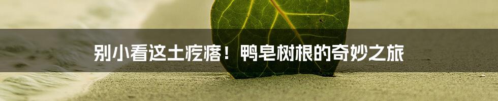 别小看这土疙瘩！鸭皂树根的奇妙之旅