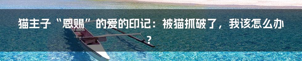 猫主子“恩赐”的爱的印记:被猫抓破了,我该怎么办?