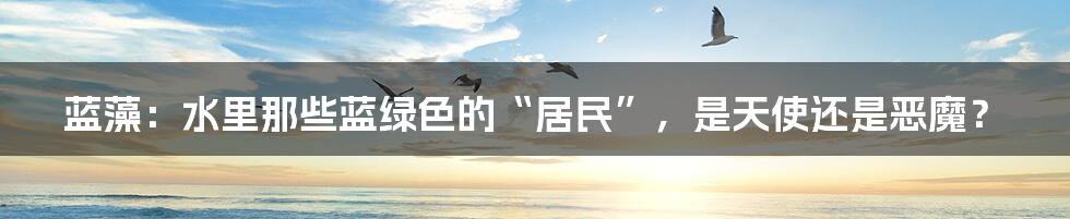 蓝藻:水里那些蓝绿色的“居民”,是天使还是恶魔?