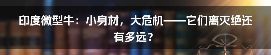 印度微型牛:小身材,大危机——它们离灭绝还有多远?
