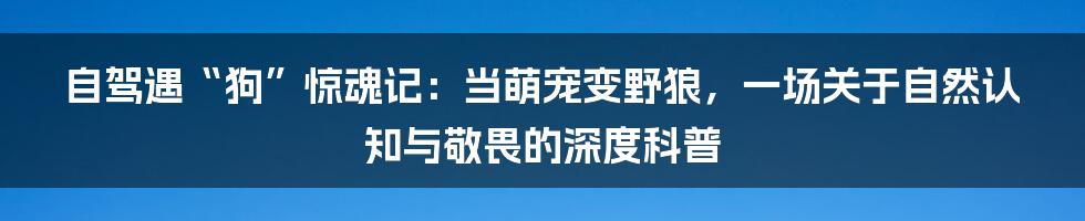 自驾遇“狗”惊魂记:当萌宠变野狼,一场关于自然认知与敬畏的深度科普