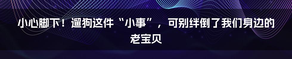 小心脚下!遛狗这件“小事”,可别绊倒了我们身边的老宝贝