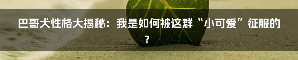 巴哥犬性格大揭秘：我是如何被这群“小可爱”征服的？