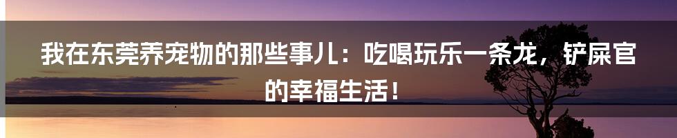 我在东莞养宠物的那些事儿:吃喝玩乐一条龙,铲屎官的幸福生活!