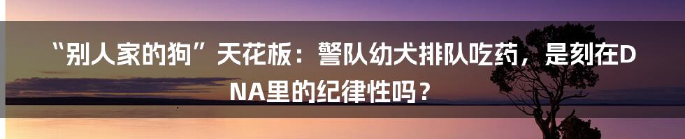“别人家的狗”天花板:警队幼犬排队吃药,是刻在DNA里的纪律性吗?