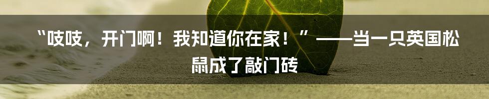 “吱吱,开门啊!我知道你在家!”——当一只英国松鼠成了敲门砖