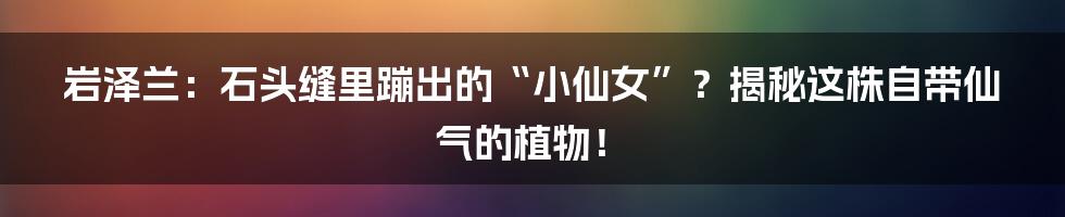 岩泽兰:石头缝里蹦出的“小仙女”?揭秘这株自带仙气的植物!