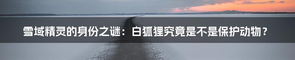 雪域精灵的身份之谜:白狐狸究竟是不是保护动物?