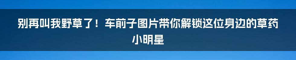 别再叫我野草了!车前子图片带你解锁这位身边的草药小明星