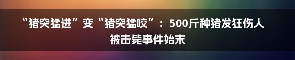 “猪突猛进”变“猪突猛咬”：500斤种猪发狂伤人被击毙事件始末