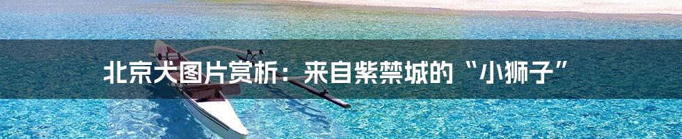 北京犬图片赏析：来自紫禁城的“小狮子”