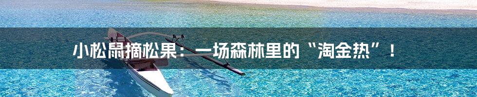 小松鼠摘松果：一场森林里的“淘金热”！