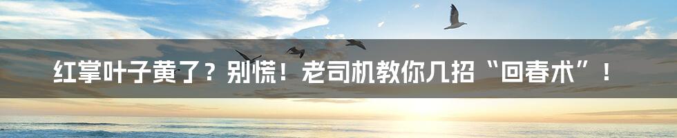 红掌叶子黄了？别慌！老司机教你几招“回春术”！